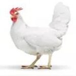 فروش مرغ تخمگذار صنعتی