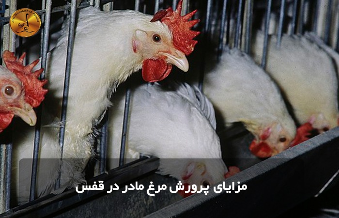 مزایای پرورش مرغ مادر در قفس