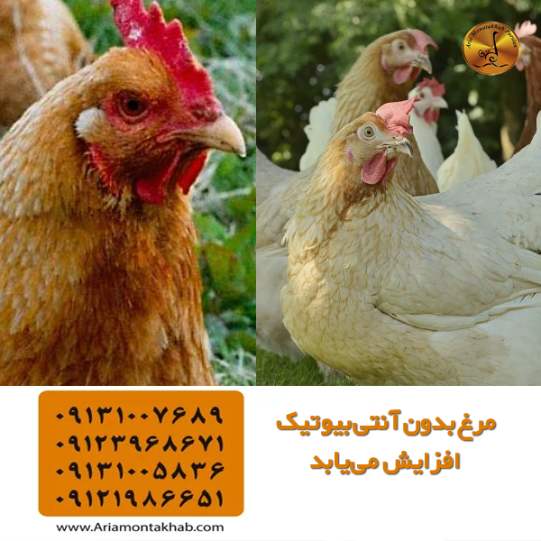 مرغ بدون آنتی‌بیوتیک افزایش می‌یابد